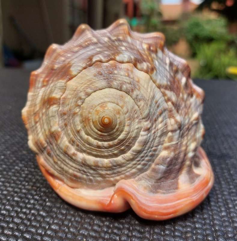 BEAUTIFUL BULLMOUTH HELMET SEA SHELL (CAMEO SHELL)