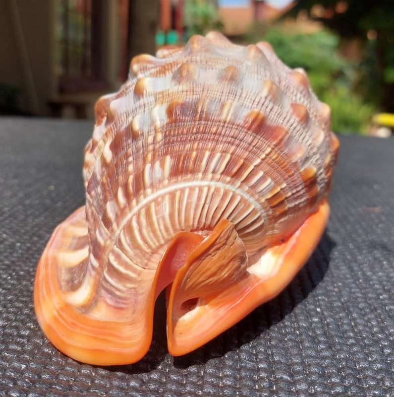 BEAUTIFUL BULLMOUTH HELMET SEA SHELL (CAMEO SHELL)