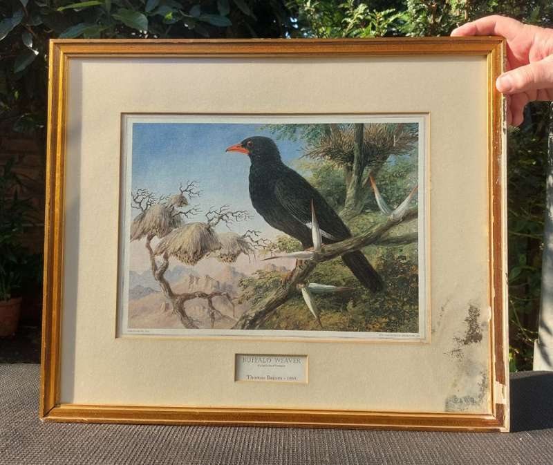 Wonderful Historical Thomas Baines (1820-1875) Buffalo Weaver Print Carlton Hotel 1972 Africana Muse