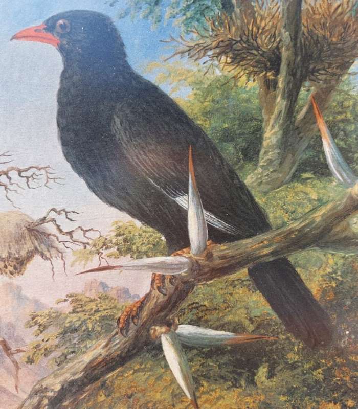 Wonderful Historical Thomas Baines (1820-1875) Buffalo Weaver Print Carlton Hotel 1972 Africana Muse