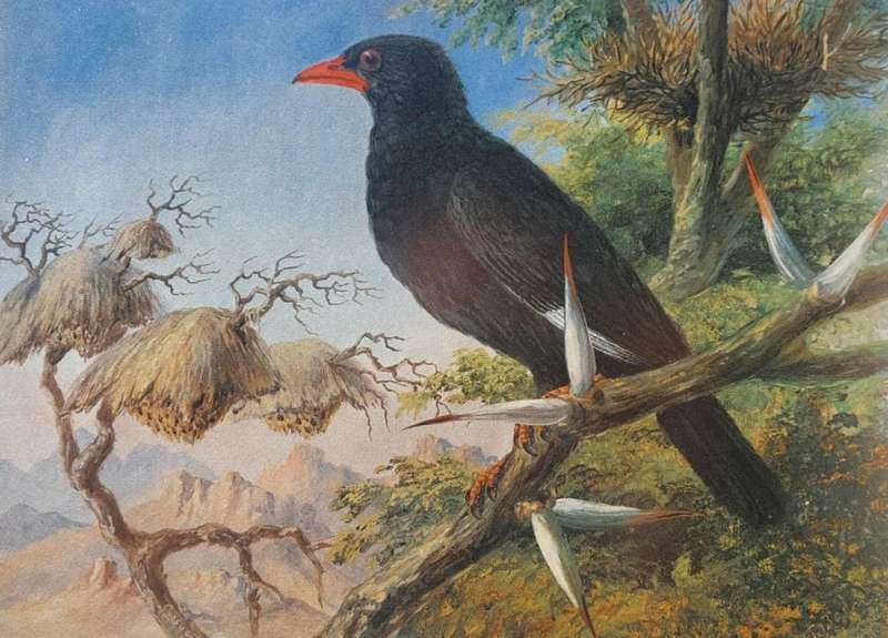 Wonderful Historical Thomas Baines (1820-1875) Buffalo Weaver Print Carlton Hotel 1972 Africana Muse