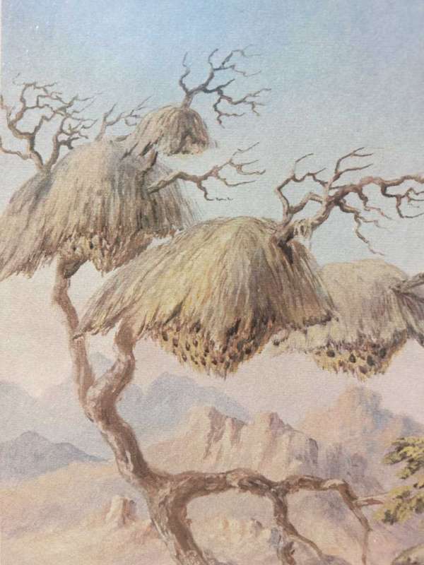 Wonderful Historical Thomas Baines (1820-1875) Buffalo Weaver Print Carlton Hotel 1972 Africana Muse