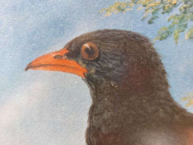Wonderful Historical Thomas Baines (1820-1875) Buffalo Weaver Print Carlton Hotel 1972 Africana Muse