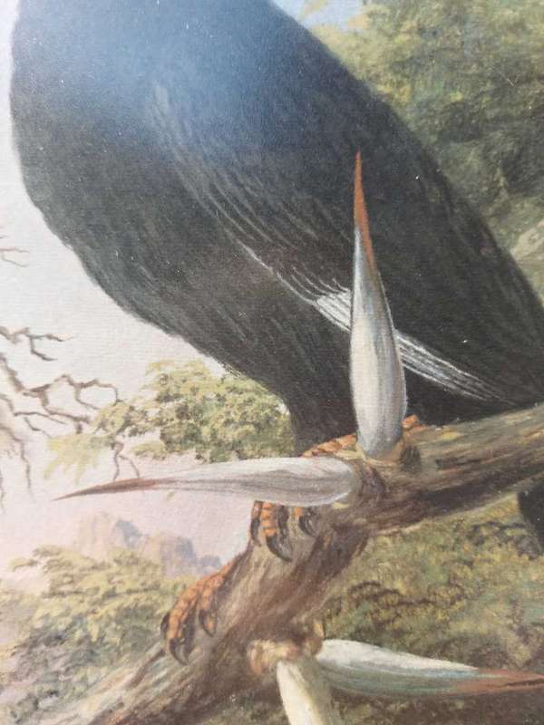 Wonderful Historical Thomas Baines (1820-1875) Buffalo Weaver Print Carlton Hotel 1972 Africana Muse