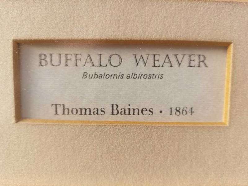 Wonderful Historical Thomas Baines (1820-1875) Buffalo Weaver Print Carlton Hotel 1972 Africana Muse