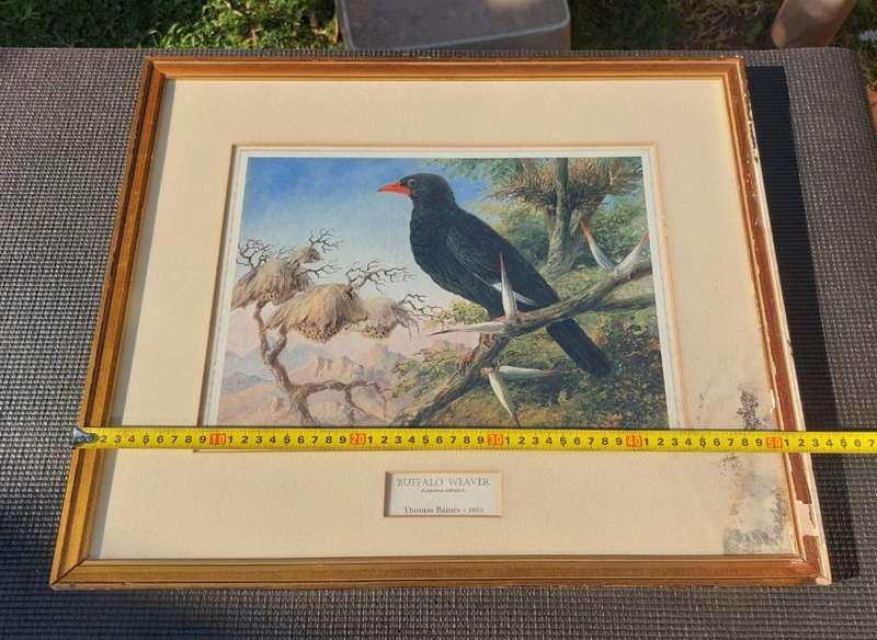 Wonderful Historical Thomas Baines (1820-1875) Buffalo Weaver Print Carlton Hotel 1972 Africana Muse