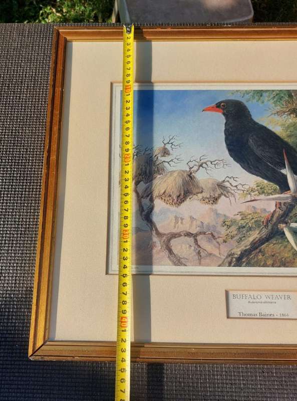 Wonderful Historical Thomas Baines (1820-1875) Buffalo Weaver Print Carlton Hotel 1972 Africana Muse