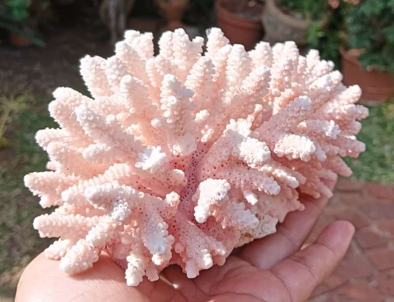 BRANCHING CORAL  LARGE (16Wx12Dx10H CM) PIECE WITH TREELIKE STRUCTURE  TWO MINOR BRANCH TIPS BROKE
