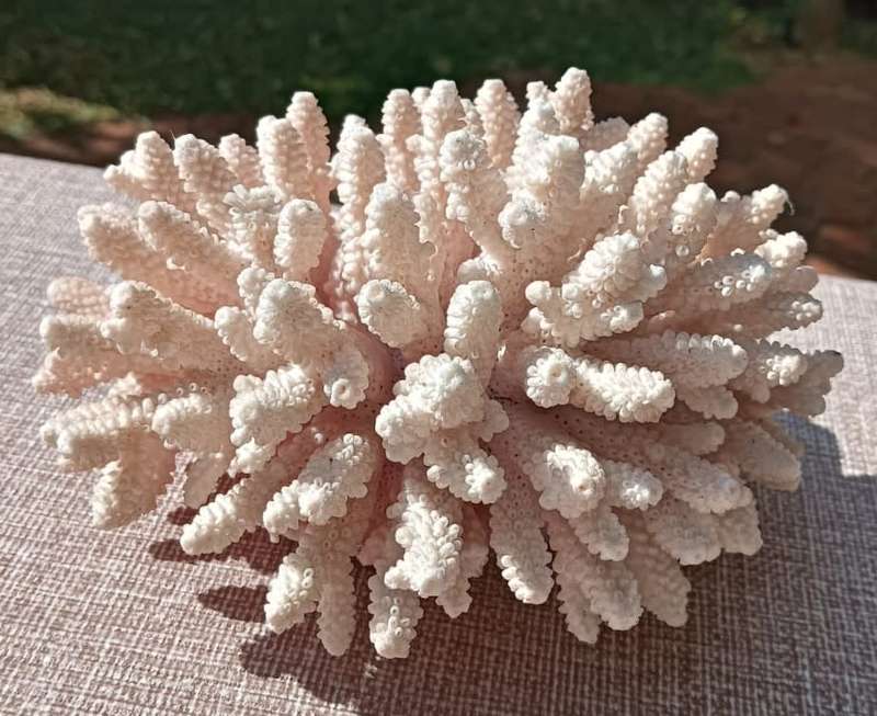 BRANCHING CORAL  LARGE (16Wx12Dx10H CM) PIECE WITH TREELIKE STRUCTURE  TWO MINOR BRANCH TIPS BROKE