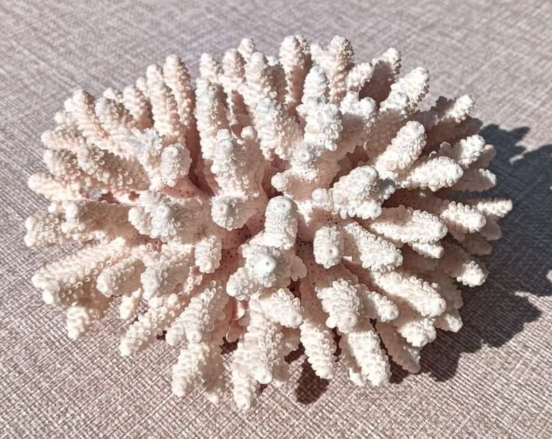 BRANCHING CORAL  LARGE (16Wx12Dx10H CM) PIECE WITH TREELIKE STRUCTURE  TWO MINOR BRANCH TIPS BROKE