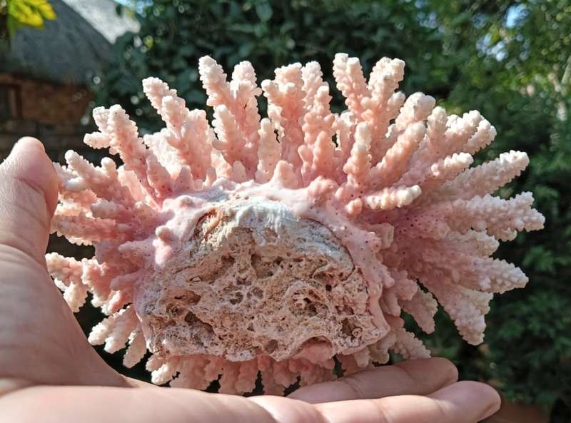 BRANCHING CORAL  LARGE (16Wx12Dx10H CM) PIECE WITH TREELIKE STRUCTURE  TWO MINOR BRANCH TIPS BROKE