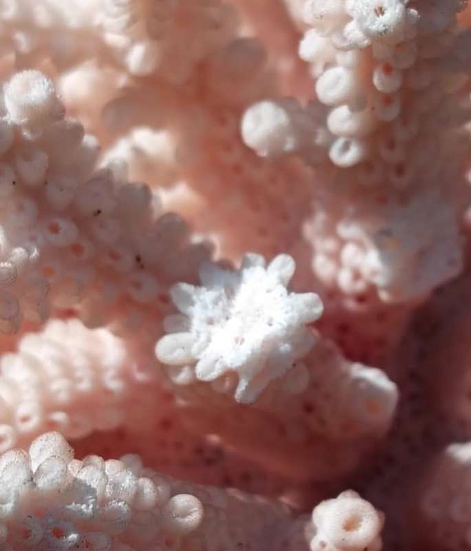 BRANCHING CORAL  LARGE (16Wx12Dx10H CM) PIECE WITH TREELIKE STRUCTURE  TWO MINOR BRANCH TIPS BROKE