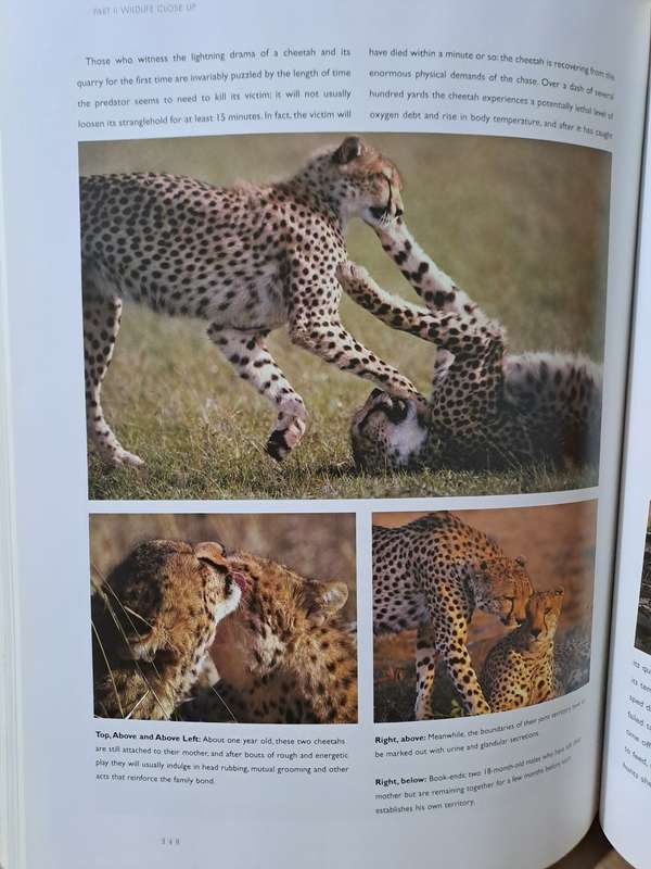 Africa's Animal Kingdom: A Visual Celebration - Kit Coppard