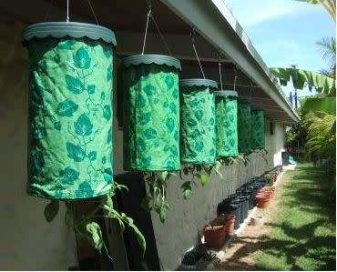Tomato Growers Planters Buy One Get One