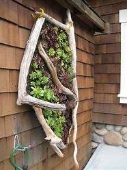Driftwood Pieces Lot 7
