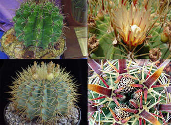 Massive Cacti & Succulent Seeds Package (48 different species)