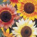 !!!!!!!!!!!! MASSIVE SUNFLOWER & FLOWER SEED PACKAGE - DETAIL IN LISTING !!!!!!!!!!!!!