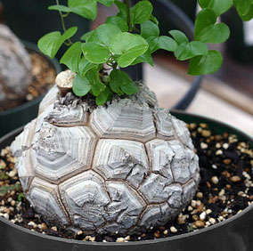 Dioscorea elephantipes (Elephant's foot) - 6 + 2 FREE seeds