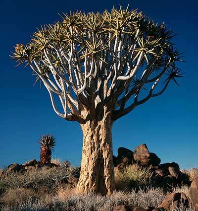 Aloe dichotoma - Quiver tree / Kokerboom 6 + 2 FREE seeds
