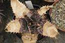 10 Aloe dewetii Seeds