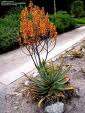 10 Aloe Burgersfontensis Seeds