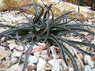 10 Aloe Barbertoniae Seeds