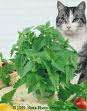 Herb Package - Seeds - 10 species