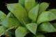 10 Aloe Longibracteata Seeds