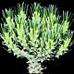 10 Euphorbia Tuberculata Seeds CS