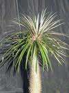 Pachypodium Geayii Seeds