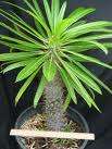 Pachypodium Lamerei Seeds