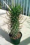 10 Euphorbia Schoenkandii Seeds CS