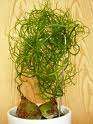 10 Bowiea Volubilis Seeds CS