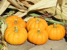 5 Jack Be Little Pumpkin seeds