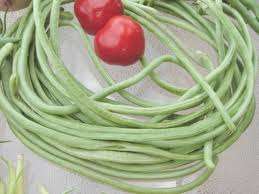 10 ArmenianYardlong Cucumber seeds
