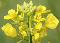 24 Mustard seeds
