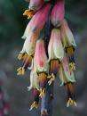 12 Aloe Globuligemma seeds