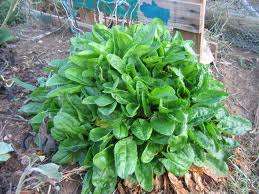 24 Sorrel Herb Seeds
