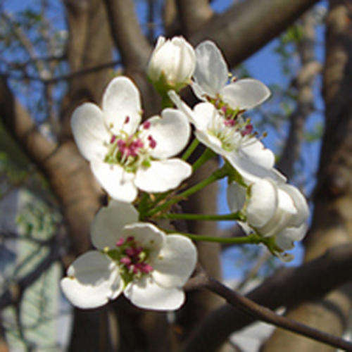 5 Dombeya rotundifolia / Wild pear / Drolpeer (TREE)