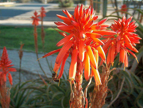 10 Aloe Arborescens Seeds (Cacti & Succulents)