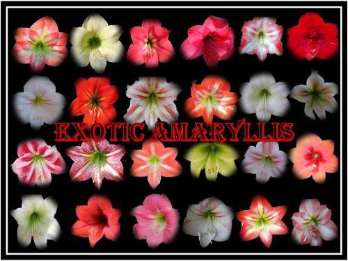 Amaryllis Mixed Seeds 50 per packet for sale