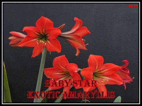 Amaryllis (Hippeastrum)  Baby Star SEEDS