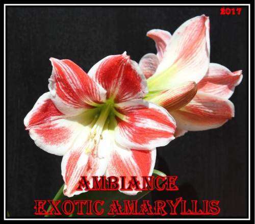 Ambiance Amarillis (Hippeastrum) Seeds