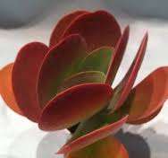 Kalanchoe Thyrsiflora - Paddle Plant, Flapjacks, Indigenous South African Native Succulents