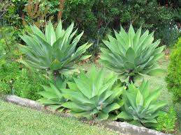 Agave Attenuata / Fox Tail Agave