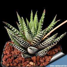 Haworthia Attenuata - Stripe Succulent - Adult Plant Large Bag