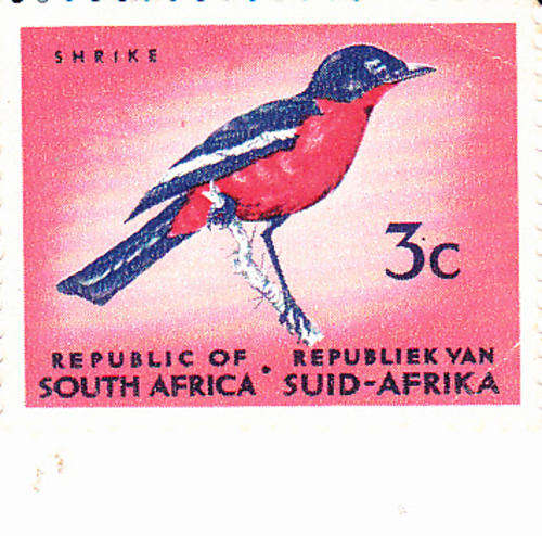 1963 - 3c Shrike