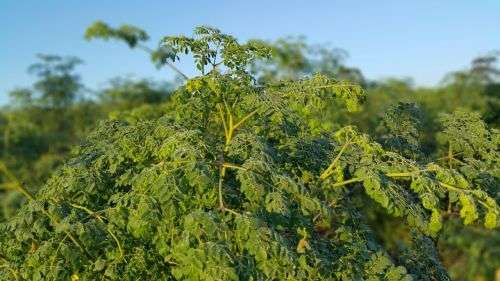 Moringa Capsules (1000- Bulk)