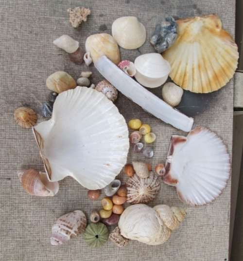 COLLECTION OF SEA SHELLS