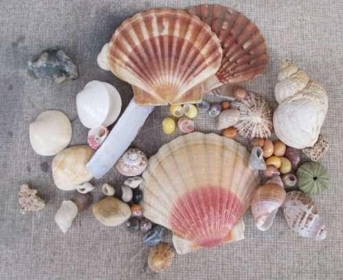 COLLECTION OF SEA SHELLS